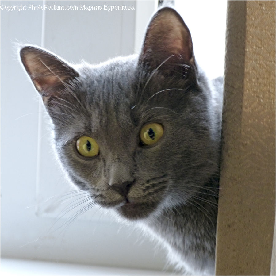 Animal, Cat, Mammal, Manx, Pet, Abyssinian