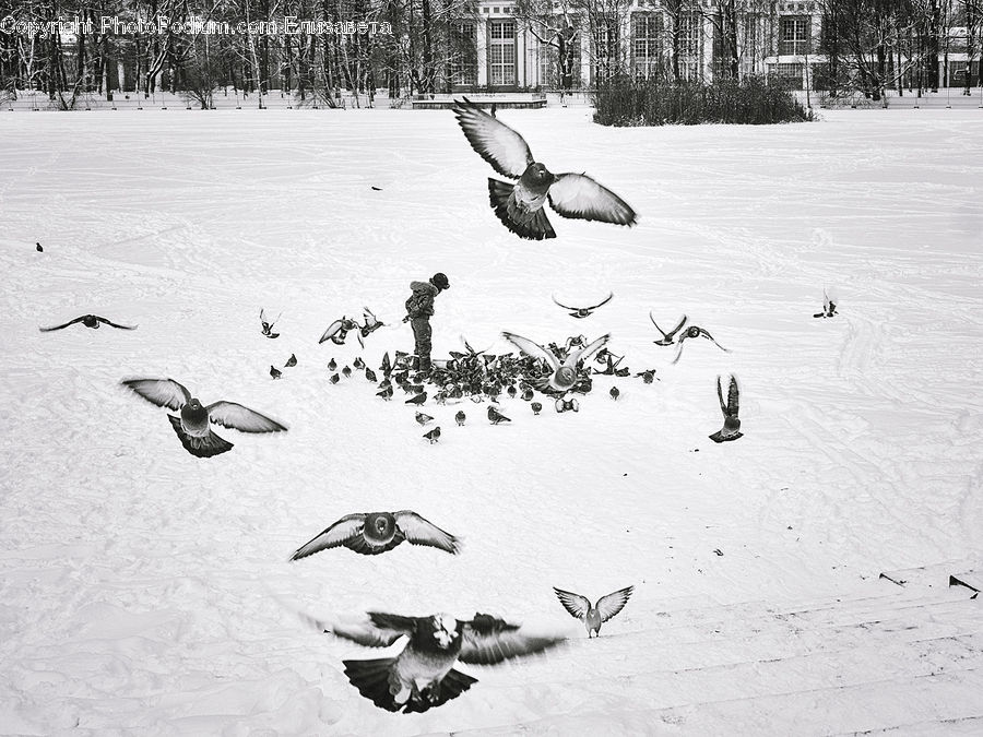 Bird, Pigeon, Goose, Waterfowl, Seagull