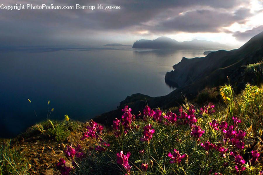 Cosmos, Blossom, Flora, Flower, Plant, Dawn, Dusk