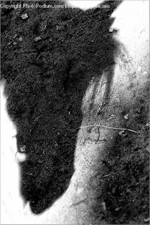 Head, Portrait