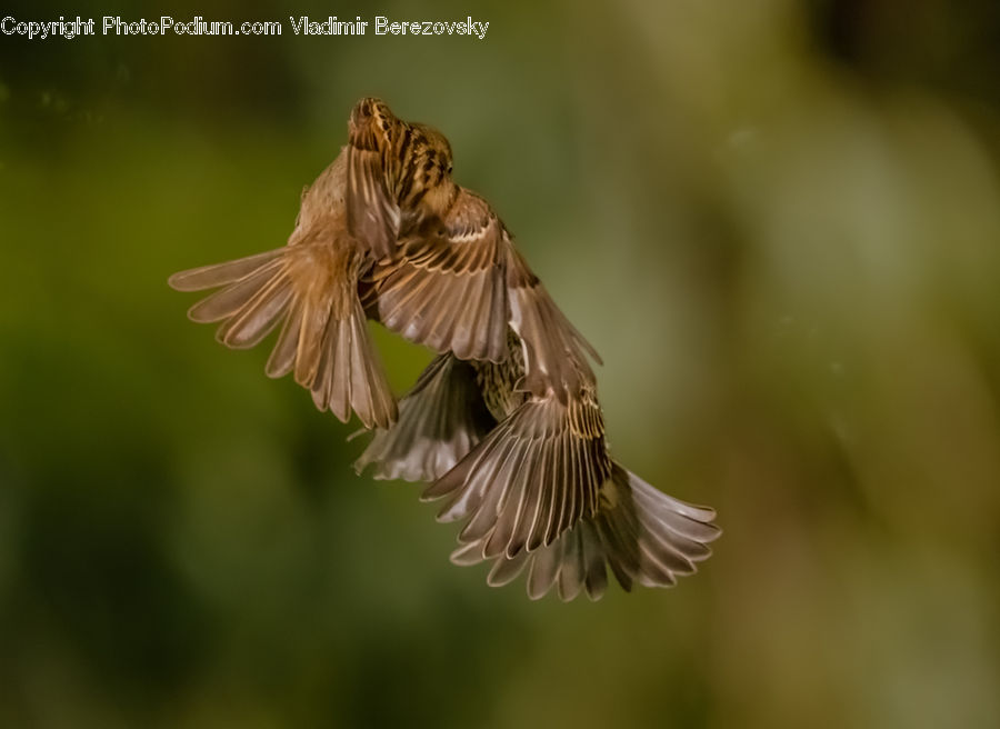 Bird, Sparrow, Swallow, Finch, Anthus, Blossom, Flora