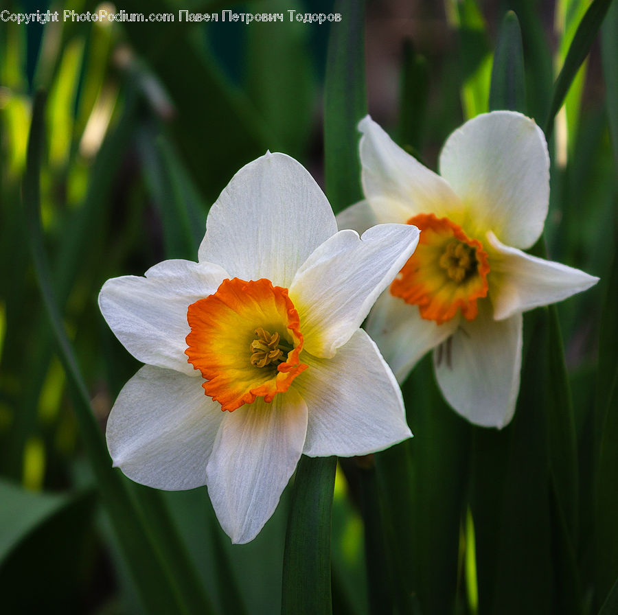 Blossom, Daffodil, Flora, Flower, Plant, Pollen, Anther