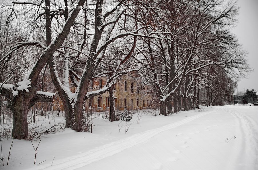 Ice, Outdoors, Snow, Plant, Tree, Oak, Wood