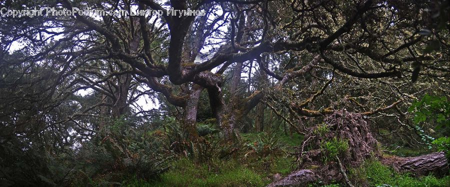 Conifer, Fir, Plant, Tree, Forest, Jungle, Rainforest