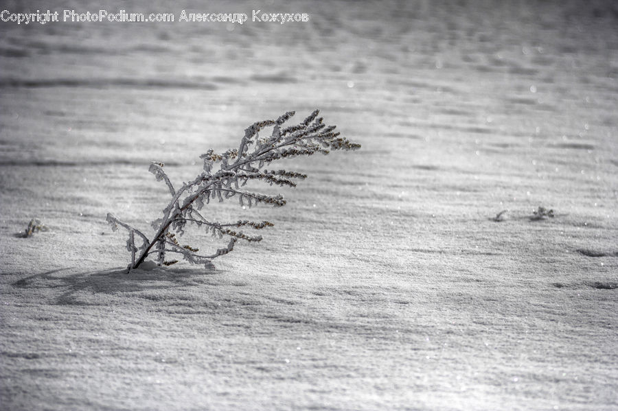 Frost, Ice, Outdoors, Snow, Sand, Soil, Plant