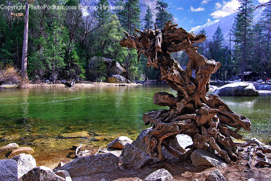 Rock, Forest, Jungle, Rainforest, Vegetation, Tree Stump, Conifer