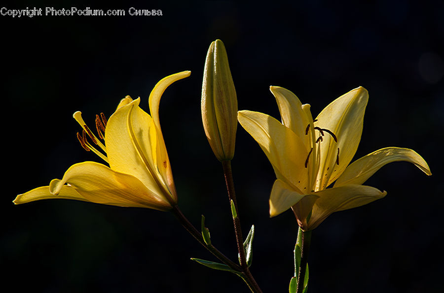Flora, Flower, Lily, Plant, Gladiolus, Blossom, Crocus