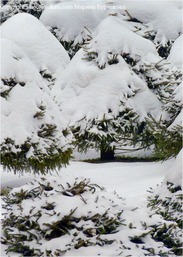 Ice, Outdoors, Snow, Bird, Grouse, Ptarmigan, Conifer
