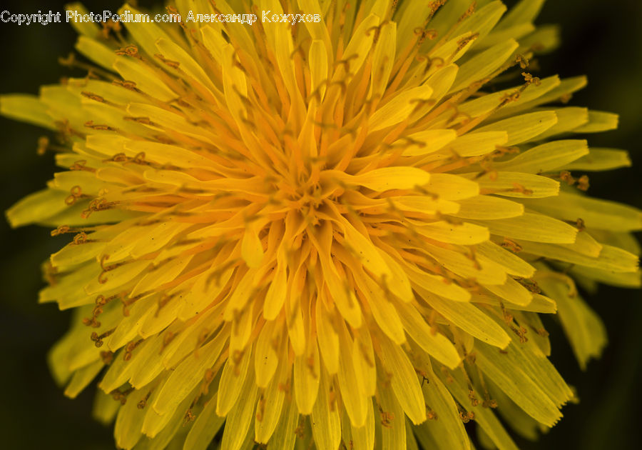 Dandelion, Flower, Plant, Blossom, Flora, Petal, Anther
