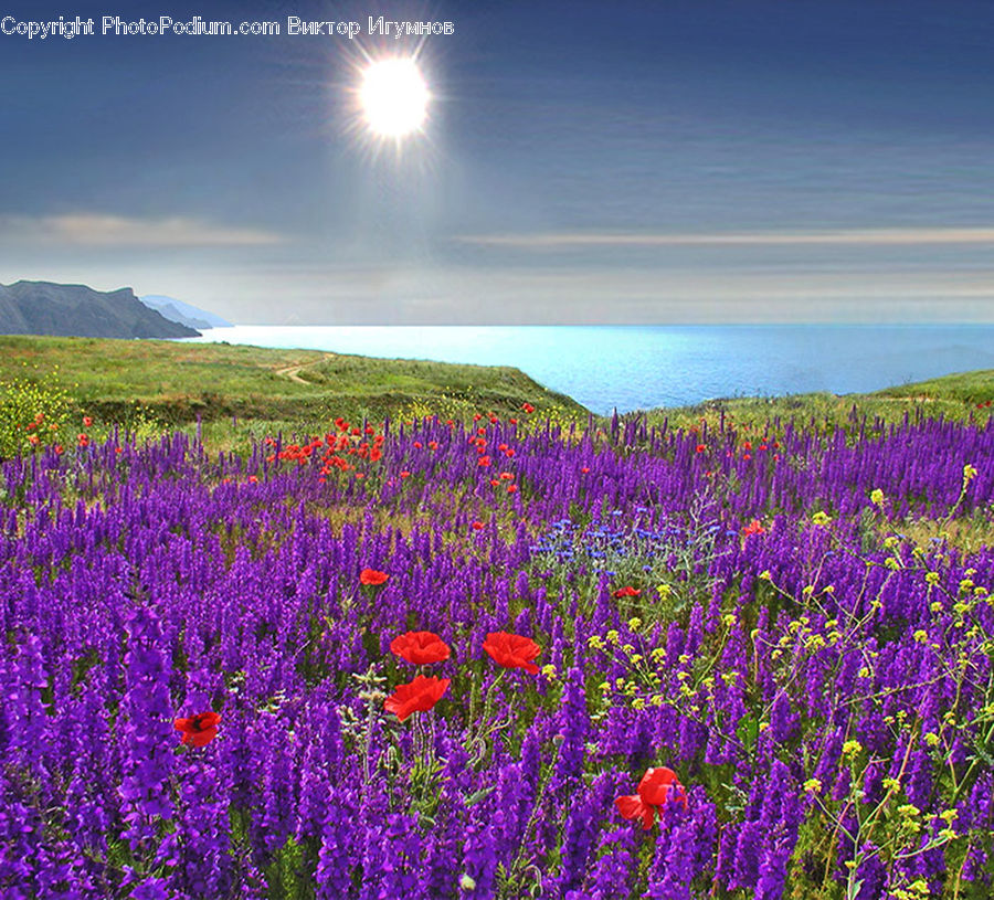 Blossom, Crocus, Flora, Flower, Plant, Lavender, Field