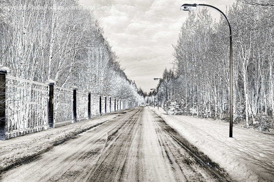 Birch, Tree, Wood, Dirt Road, Gravel, Road, Countryside