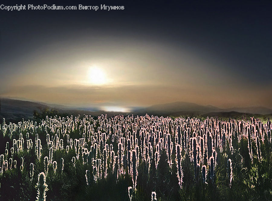 Grass, Plant, Reed, Weed, Forest, Jungle, Field