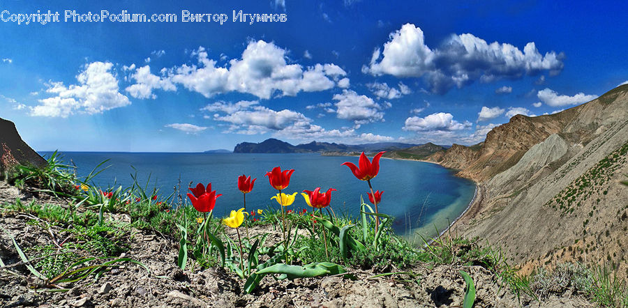Crater, Cloud, Cumulus, Sky, Blossom, Flora, Flower