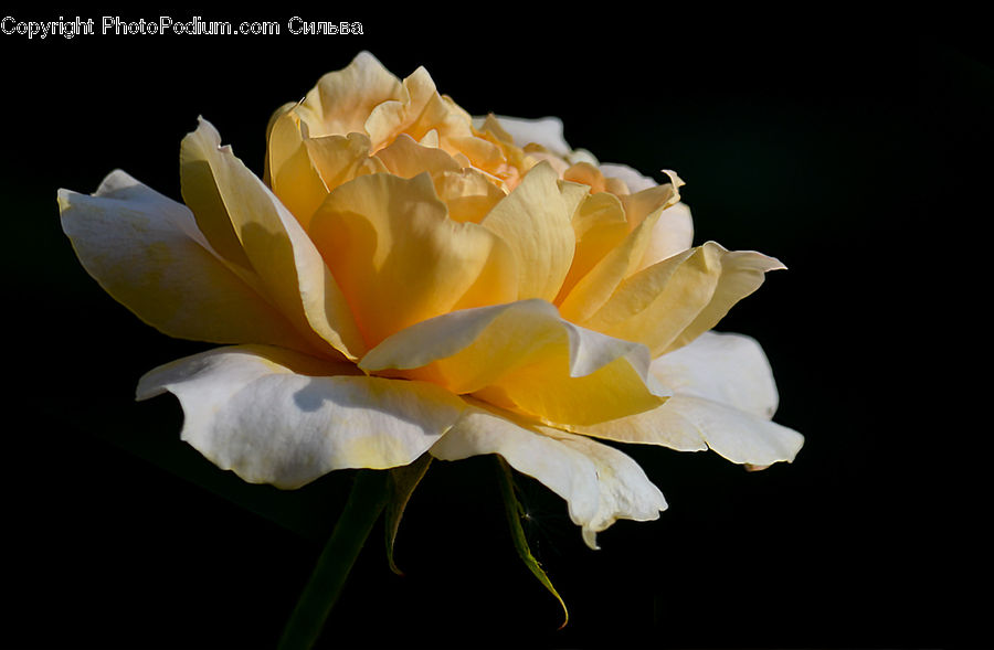 Blossom, Flower, Peony, Plant, Flora, Gladiolus, Carnation