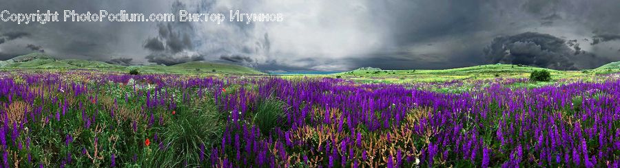 Blossom, Crocus, Flora, Flower, Plant, Field, Lavender