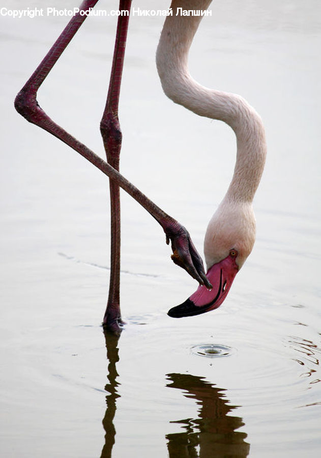 Bird, Flamingo, Flock, Flying, Outdoors, Sand, Soil