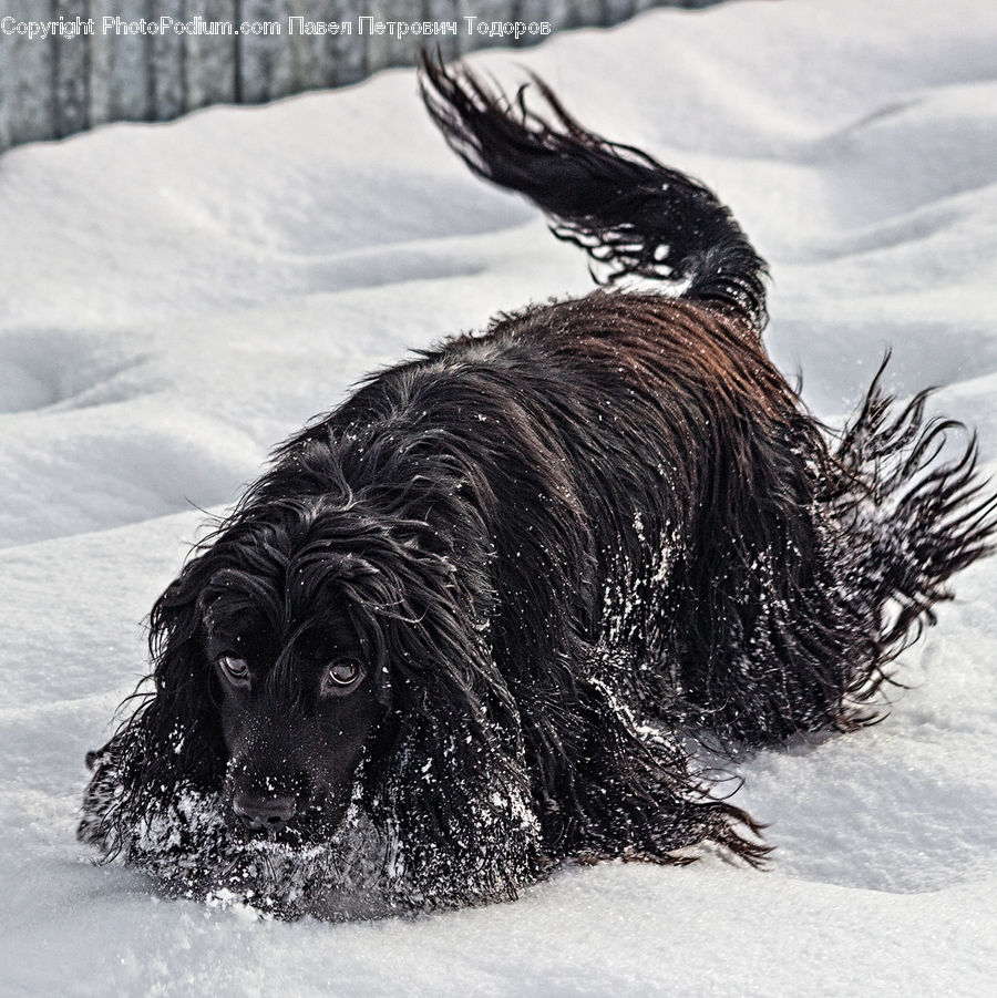 Animal, Canine, Dog, Mammal, Pet, Terrier
