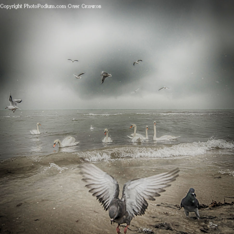 Bird, Goose, Waterfowl, Crane Bird, Heron, Beach, Coast