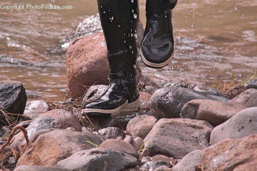 Boot, Shoe, Rock, Animal, Mammal, Sea Life, Sea Lion