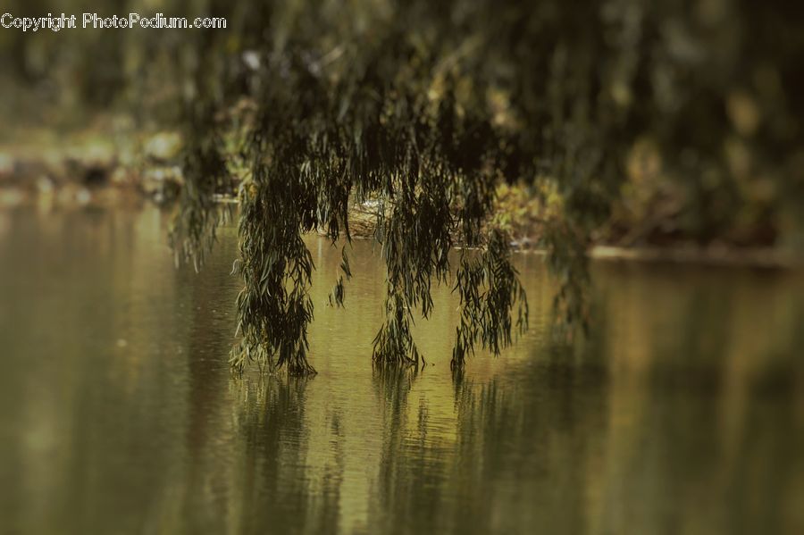 Land, Marsh, Pond, Swamp, Water, Field, Grass