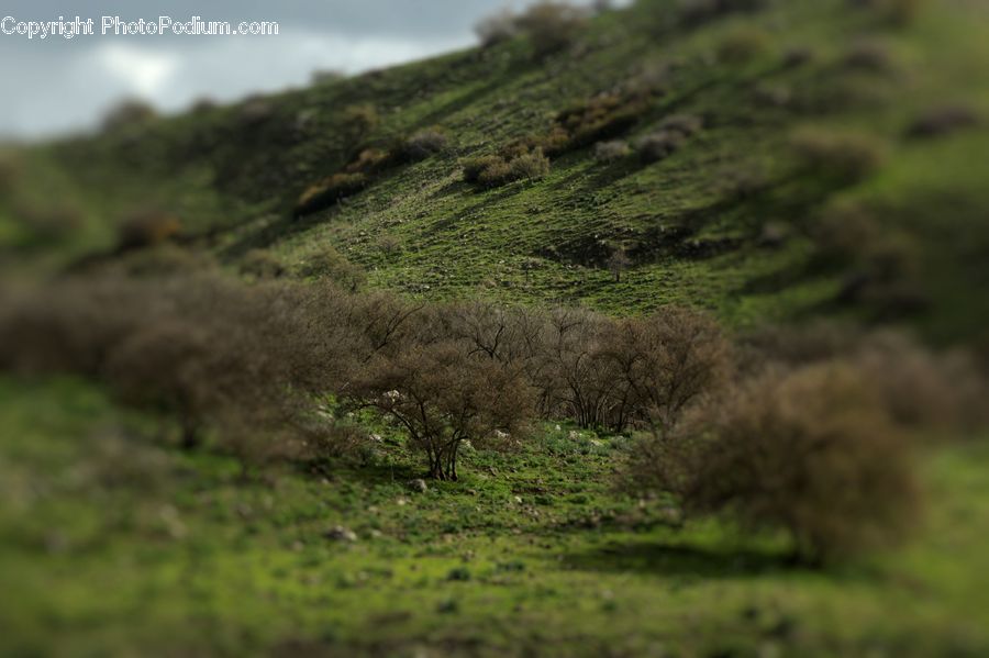 Conifer, Fir, Plant, Tree, Field, Grass, Grassland
