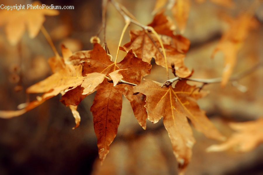 Veins, Maple, Maple Leaf, Plant, Leaf, Tree, Wood