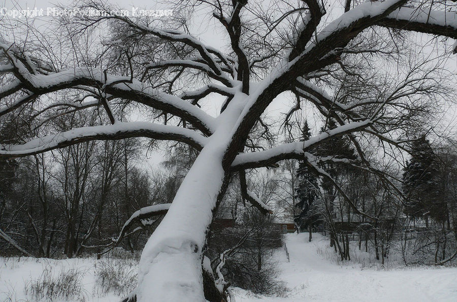 Plant, Tree, Ice, Outdoors, Snow, Oak, Wood