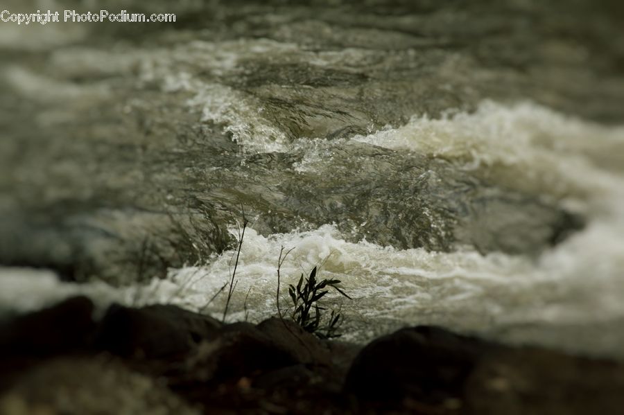 Plant, Outdoors, Forest, Jungle, Rainforest, Vegetation, Rock