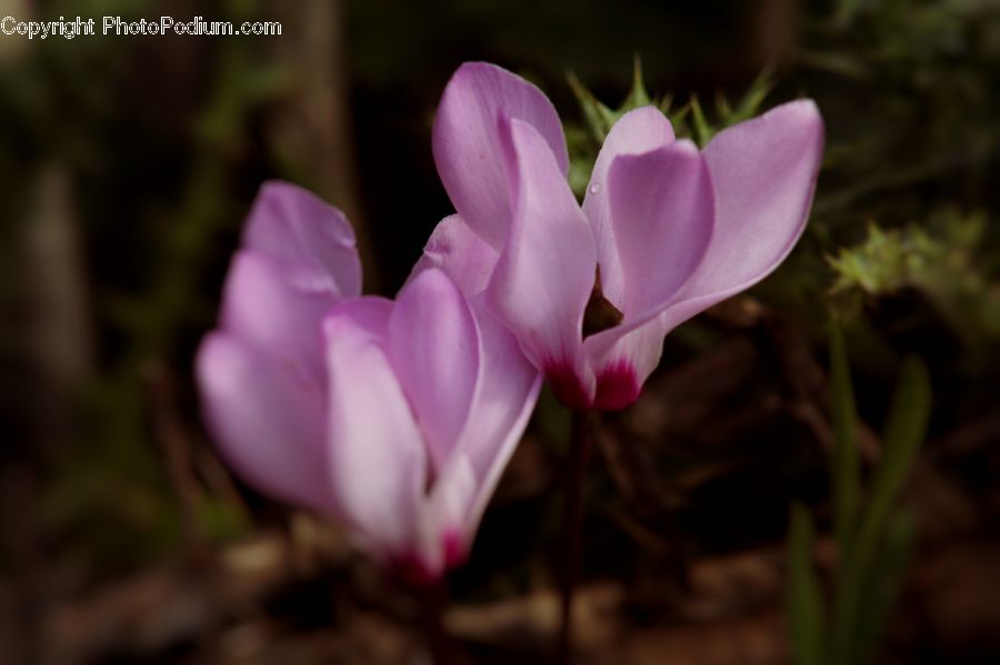 Blossom, Crocus, Flora, Flower, Plant, Geranium