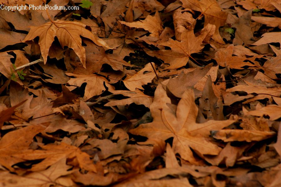 Leaf, Plant, Ivy, Vine, Maple, Maple Leaf, Ground