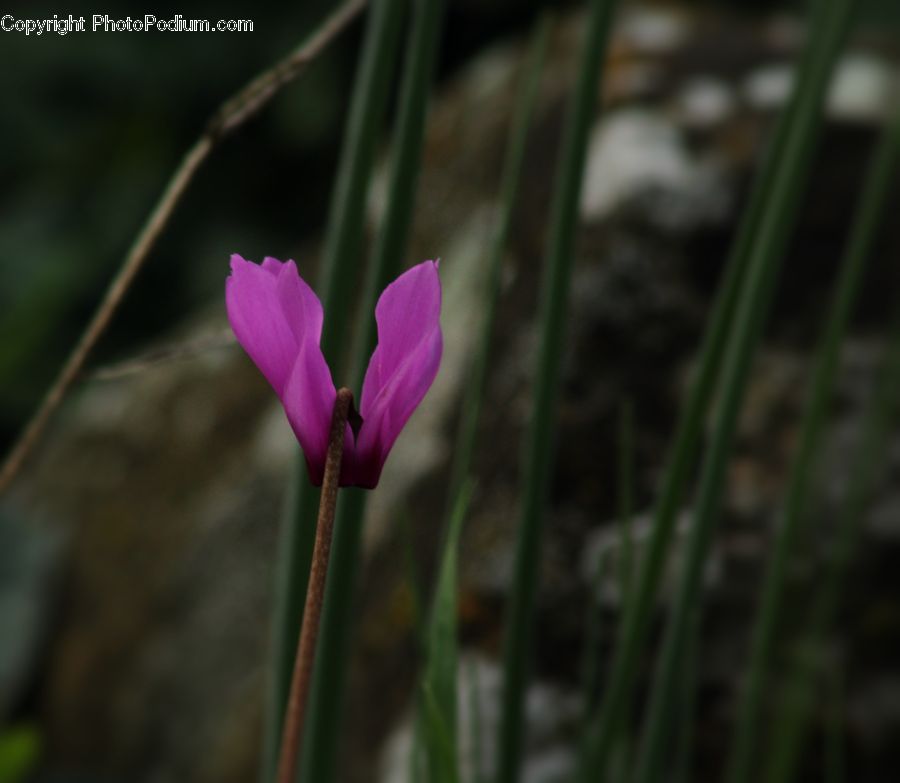 Blossom, Crocus, Flora, Flower, Plant, Fiber, Flax