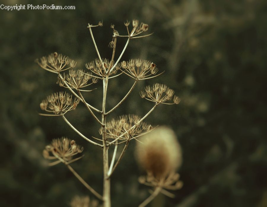 Dill, Plant, Blossom, Flora, Flower, Field, Grass