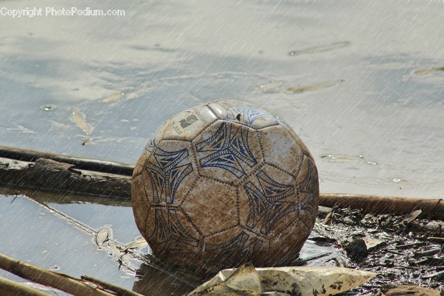 Box Turtle, Reptile, Tortoise, Turtle, Arecaceae, Coconut