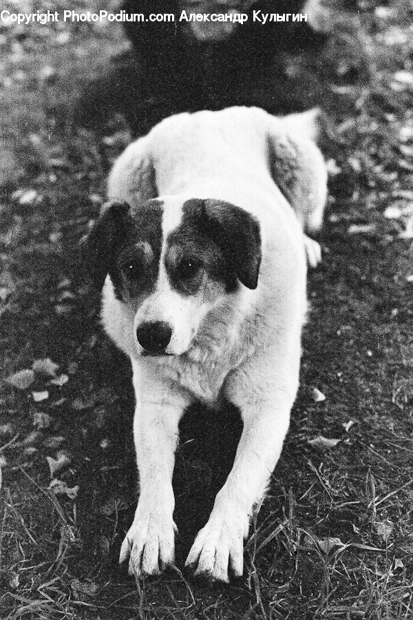 Asphalt, Tarmac, Adorable, Animal, Canine, Cocker Spaniel, Dog