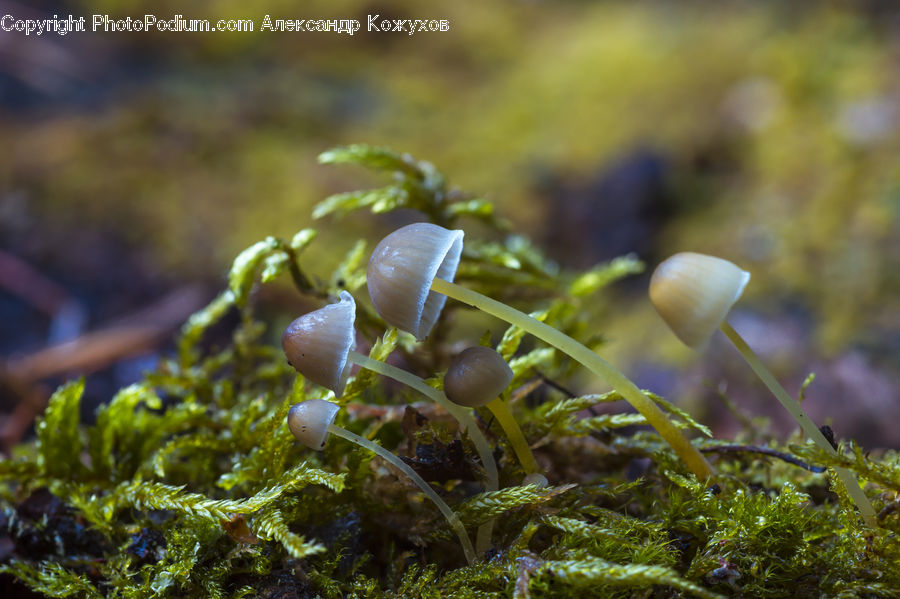 Moss, Plant, Agaric, Amanita, Fungus, Mushroom, Acorn