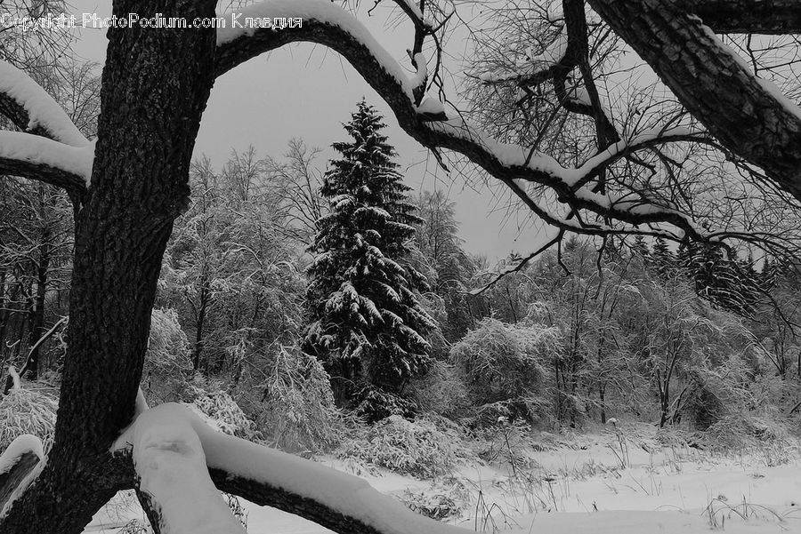 Plant, Tree, Oak, Wood, Ice, Outdoors, Snow