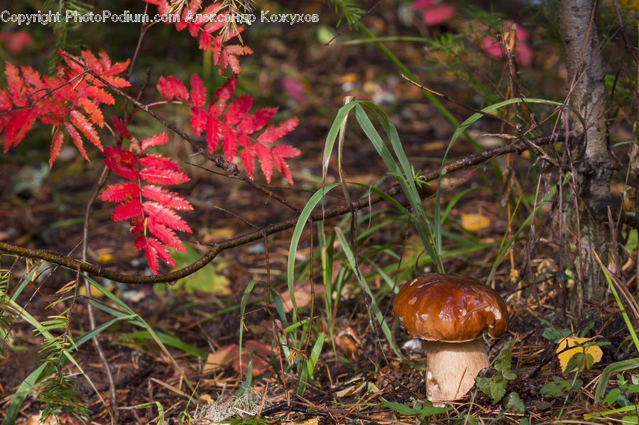 Agaric, Amanita, Fungus, Mushroom, Plant, Conifer, Fir