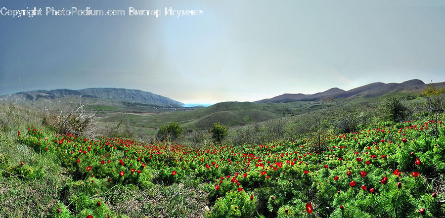 Blossom, Flora, Flower, Plant, Poppy, Bush, Vegetation