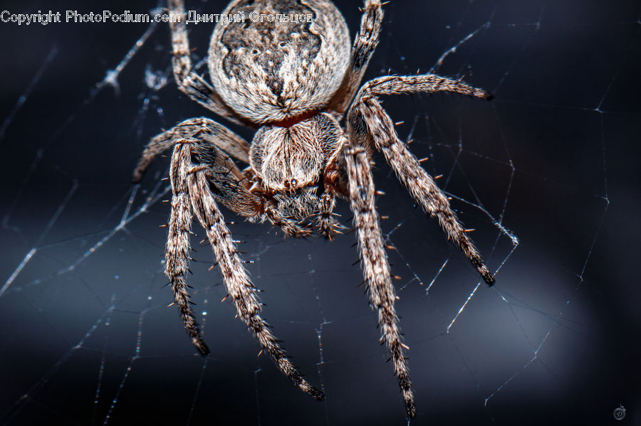 Arachnid, Garden Spider, Insect, Invertebrate, Spider