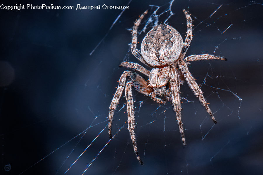 Arachnid, Garden Spider, Insect, Invertebrate, Spider
