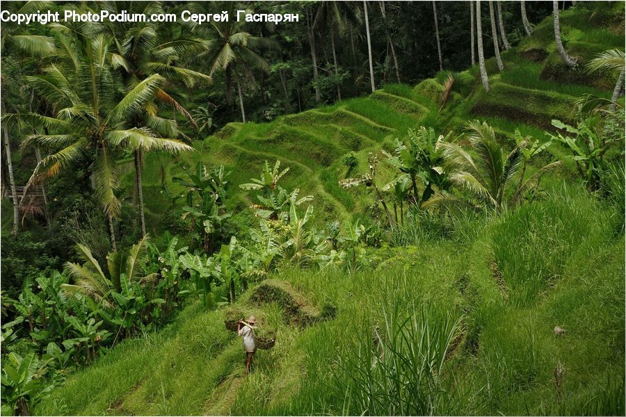 Fern, Plant, Forest, Jungle, Blossom, Flora, Flower