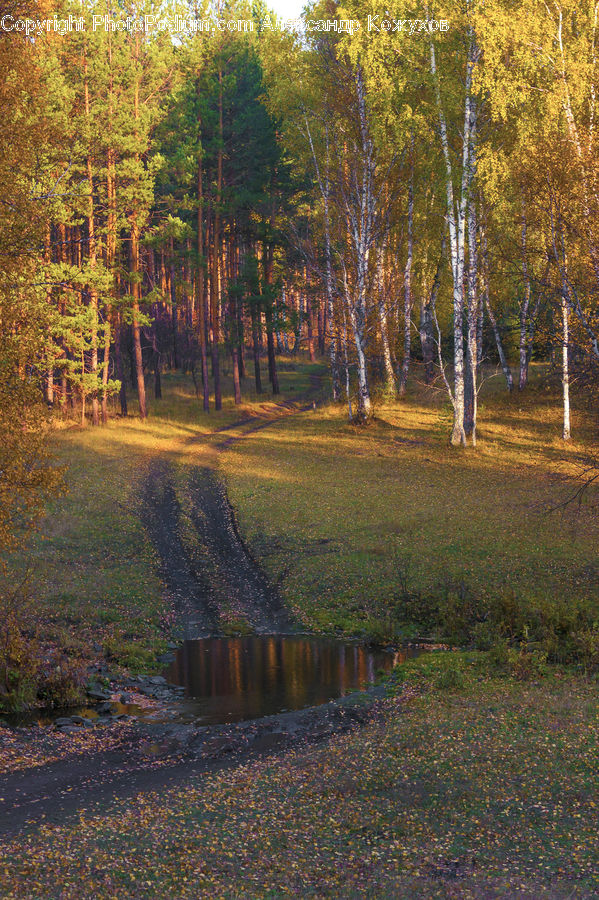 Forest, Vegetation, Dirt Road, Gravel, Road, Bench, Birch