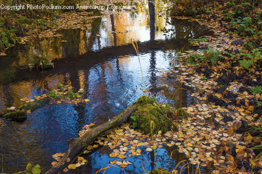 Outdoors, Pond, Water, Forest, Jungle, Rainforest, Vegetation