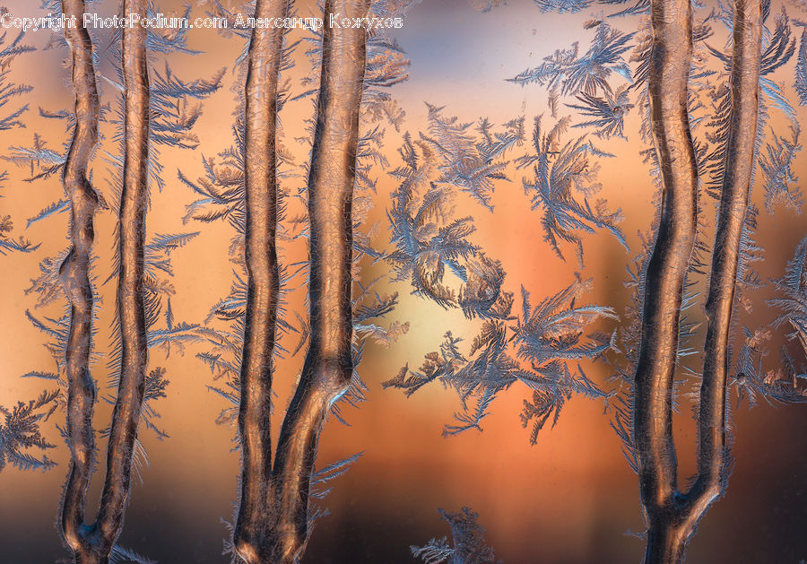Frost, Ice, Outdoors, Snow, Plant, Tree, Grass