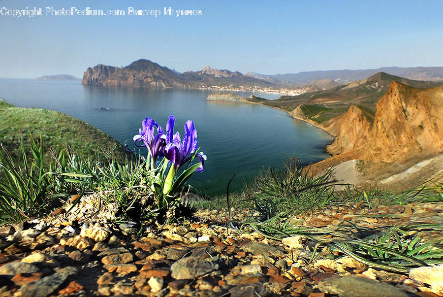 Flora, Flower, Iris, Plant, Basin, Outdoors, Coast