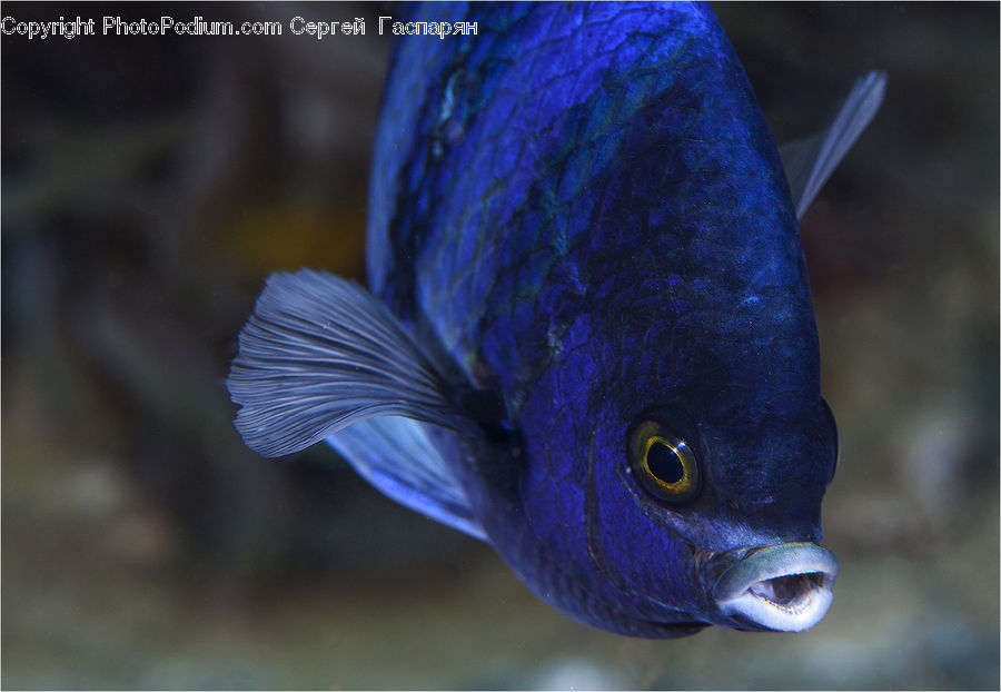 Fish, Sea Life