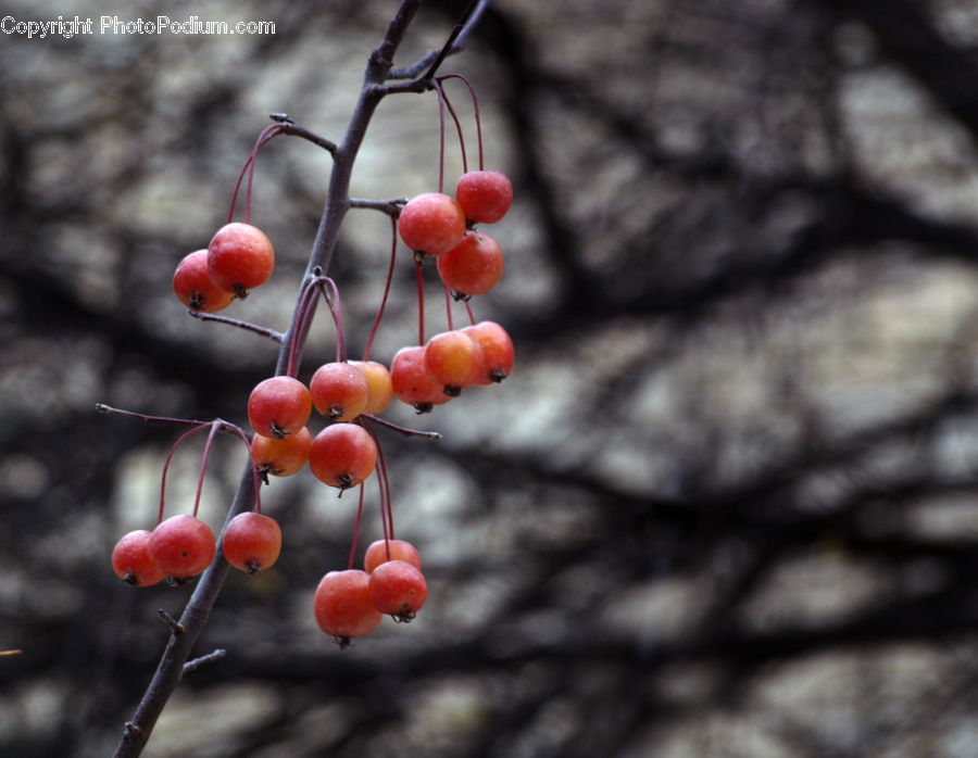 Fruit, Apple, Persimmon, Cherry, Grapes, Plant, Apricot