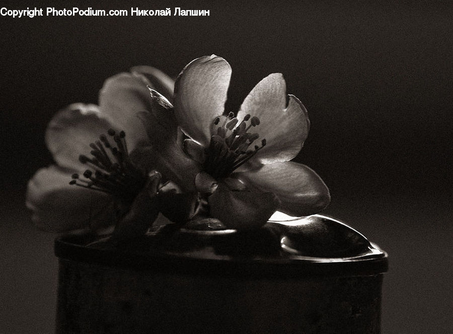 Blossom, Flora, Flower, Geranium, Plant, Weed, Pollen
