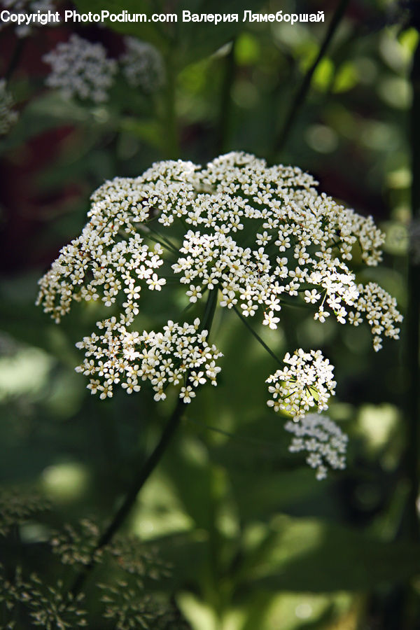 Broccoli, Produce, Vegetable, Dill, Plant, Blossom, Flower