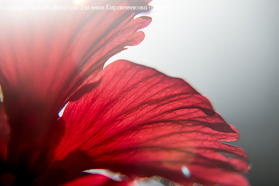 People, Person, Human, Blossom, Flora, Flower, Geranium